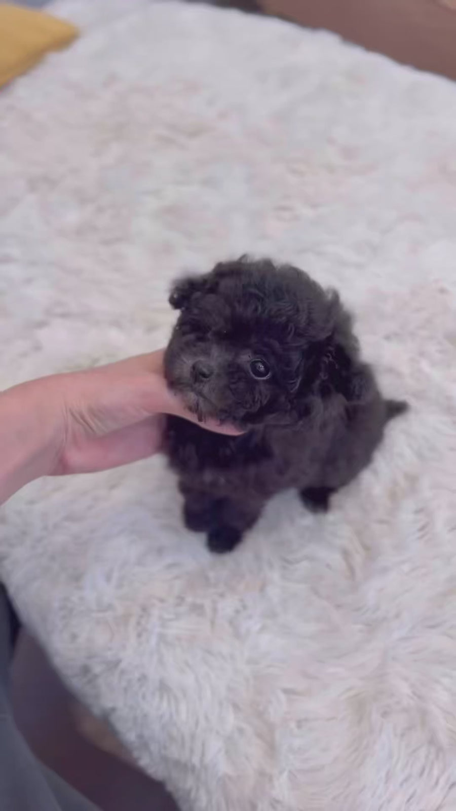 Tiny Poodle - Alicia