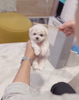 Teddy Bichon - Ayla