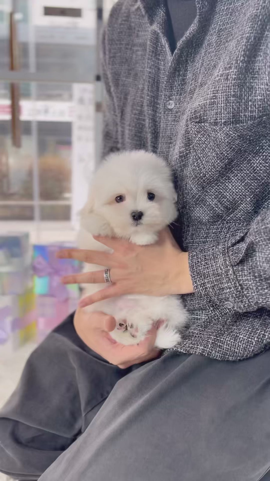 Coton de Tulear - Peter