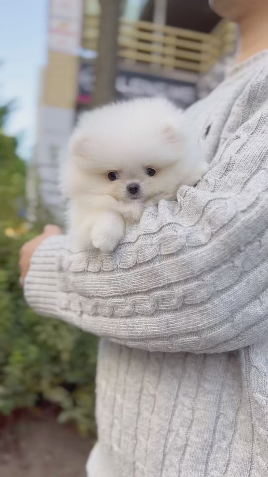 Pomeranian - Amelia