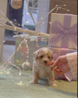 Mini Maltipoo - Faith