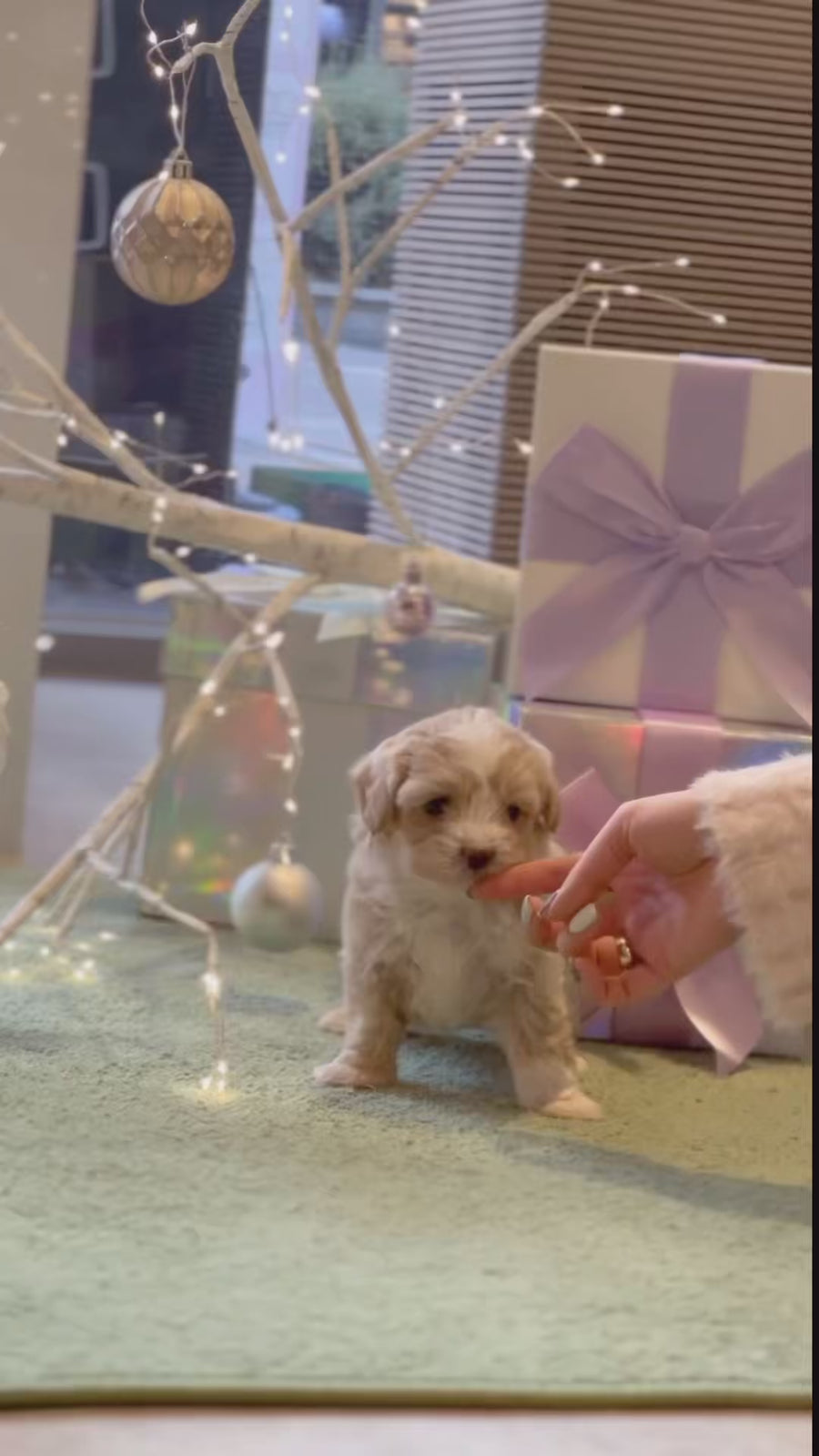 Mini Maltipoo - Faith