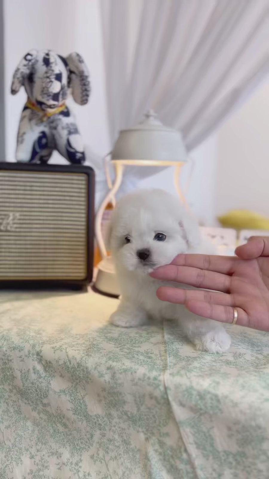 Teddy Bichon - Joy