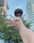 Tiny Poodle - Lauren