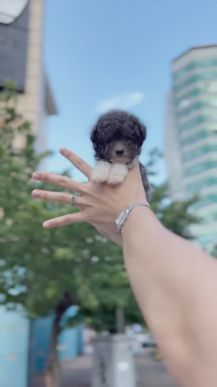 Tiny Poodle - Lauren