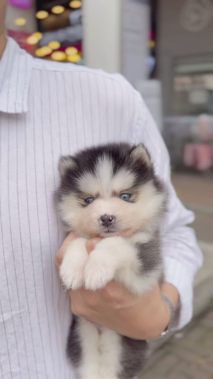 Pomsky - Arnold