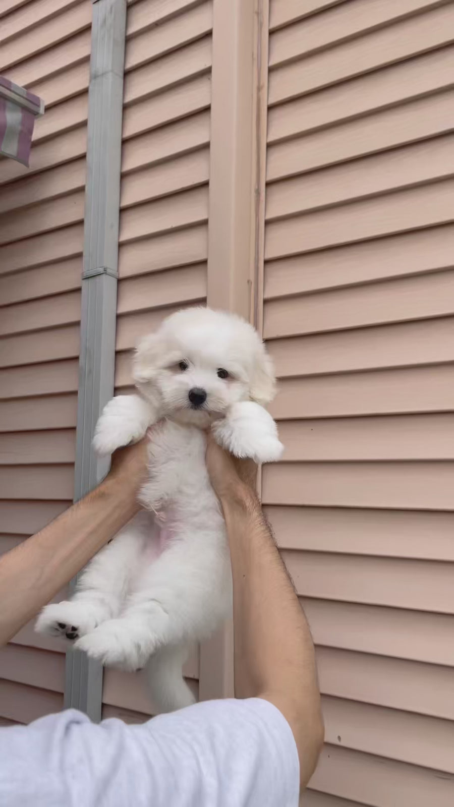 Coton de Tulear - Ronan