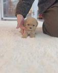 Mini Maltipoo - Linney