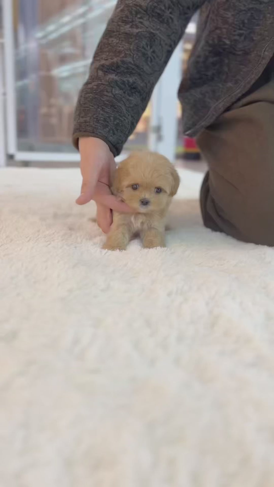 Mini Maltipoo - Linney