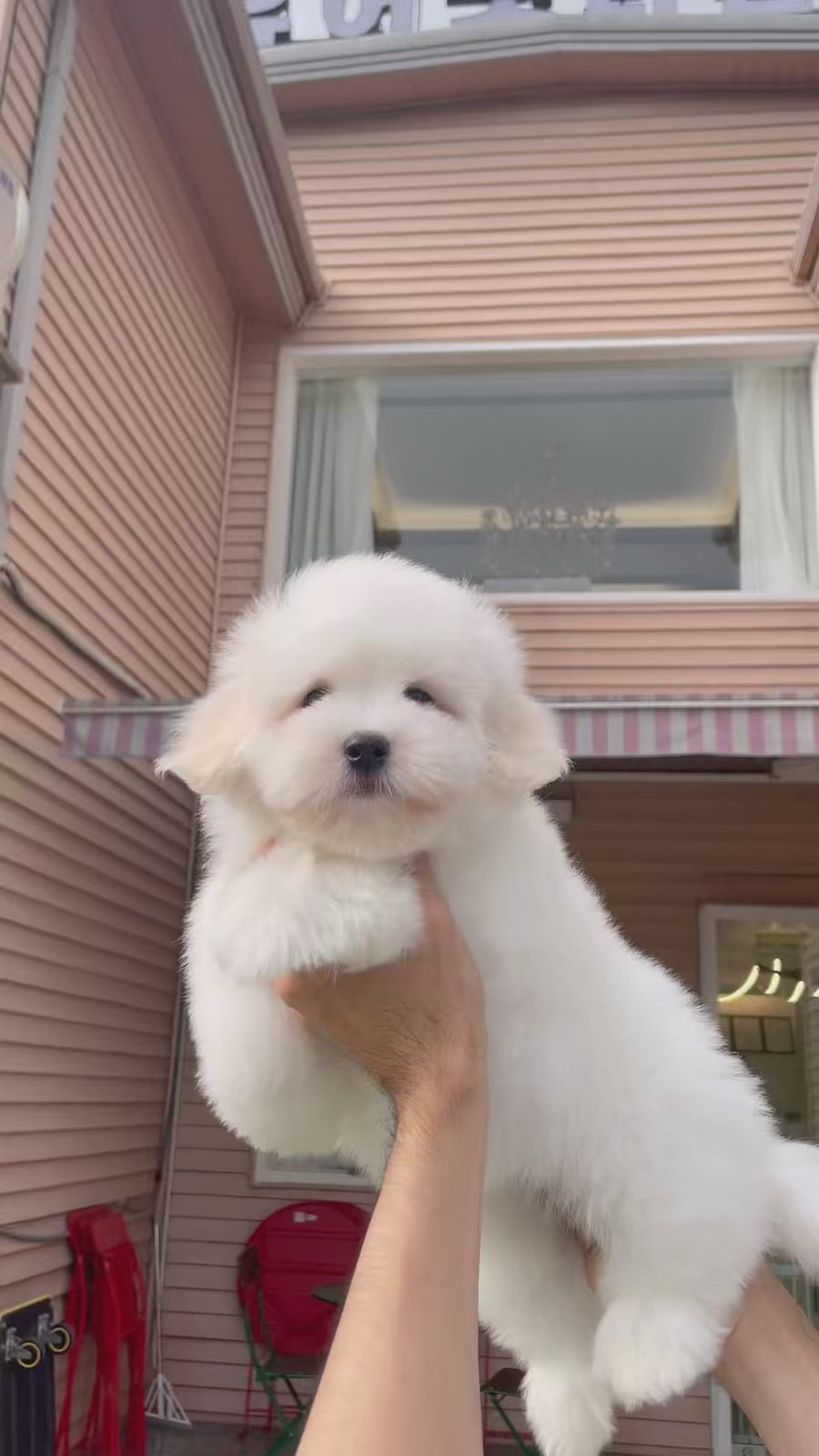 Coton de Tulear - Eamon