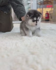 Pomsky - Walter