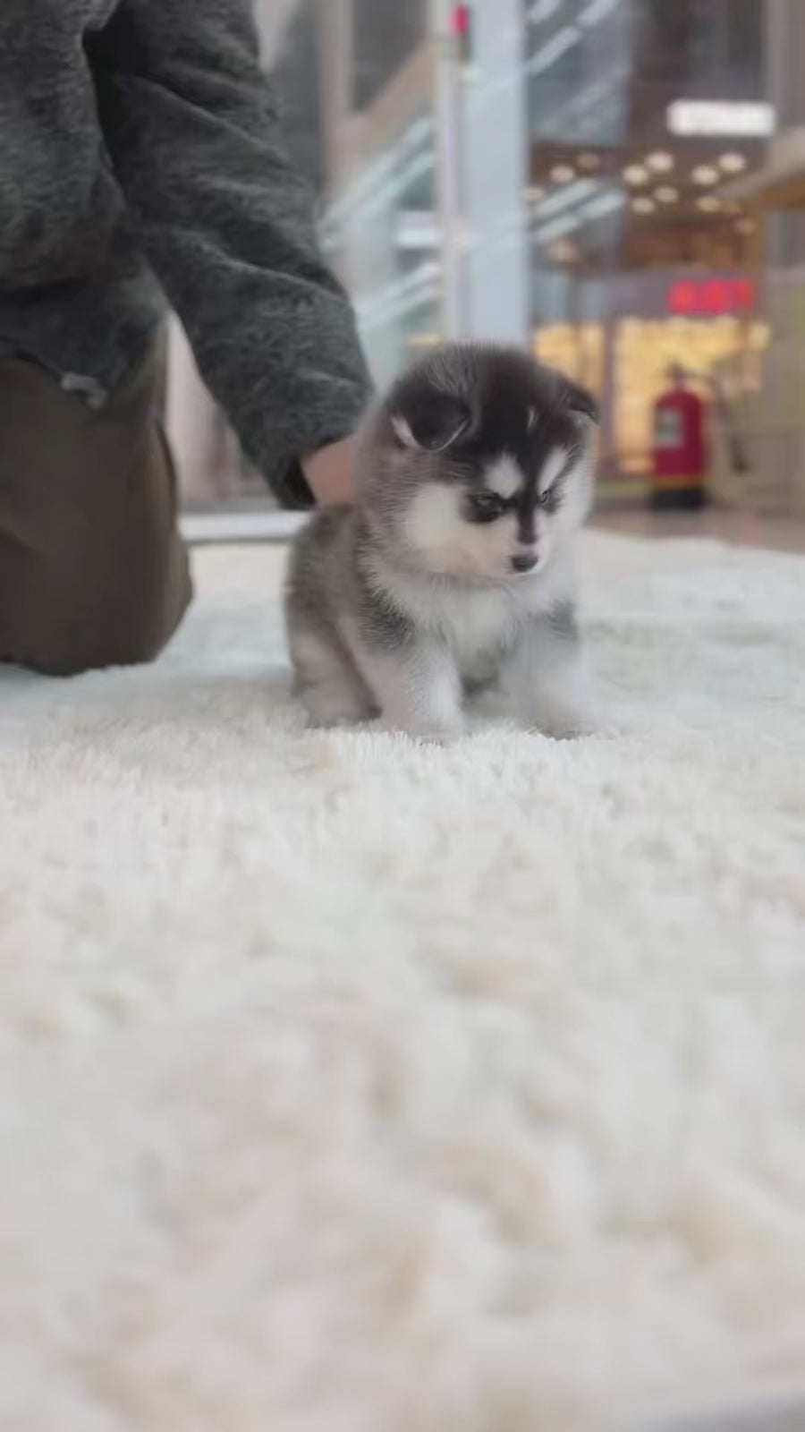 Pomsky - Walter