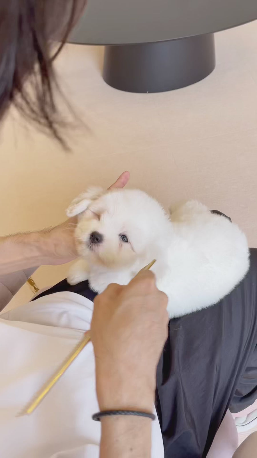 Coton de Tulear - Nox