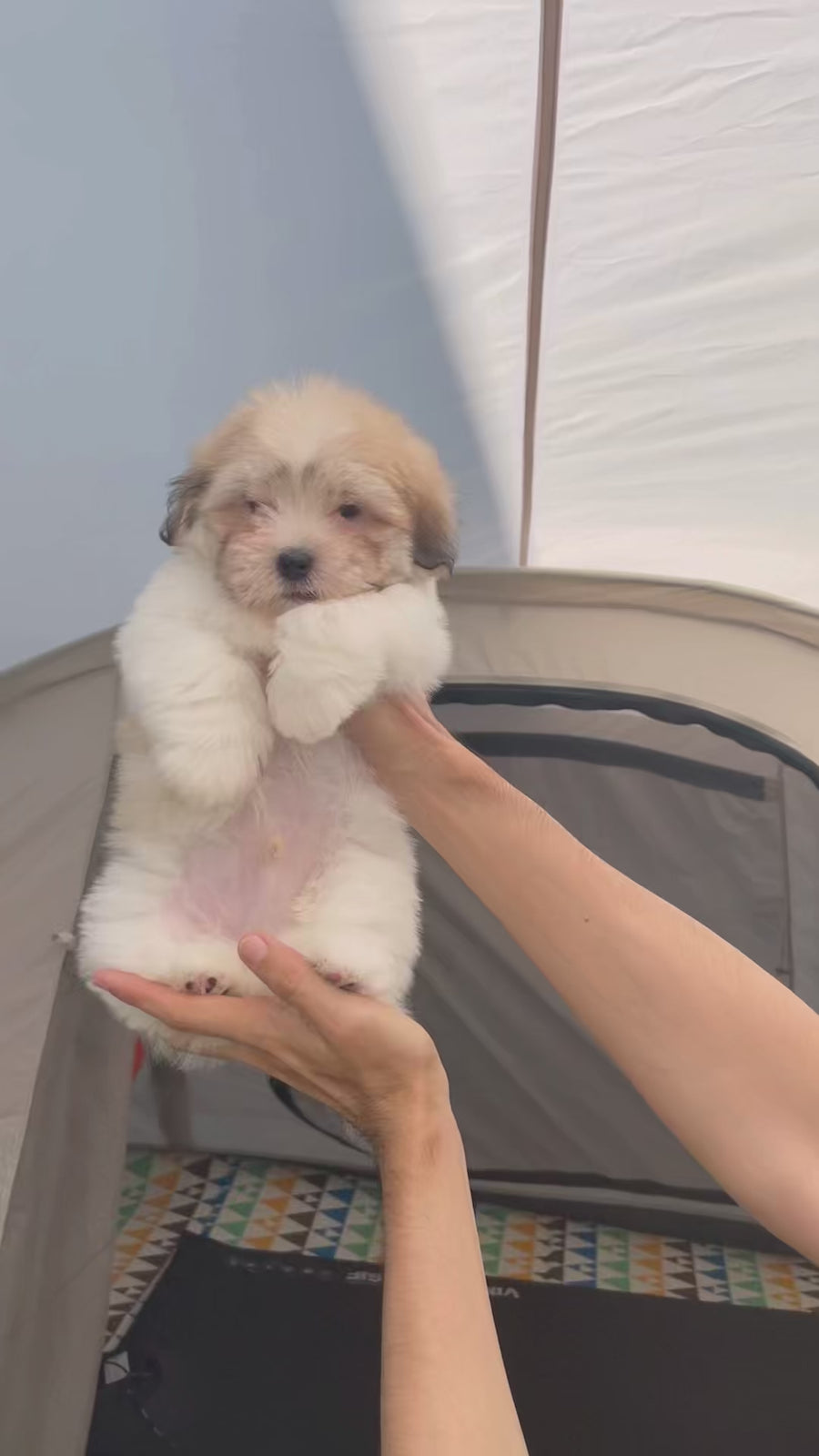 Coton de Tulear - Teddy