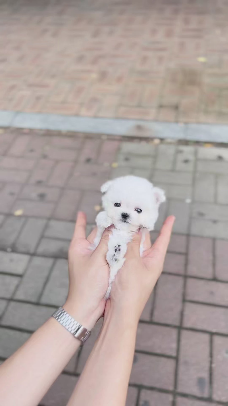 Teddy Bichon - Cody