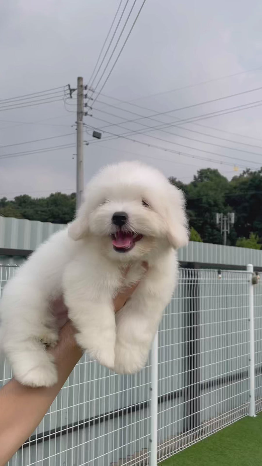 Coton de Tulear - Loki