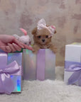 Mini Maltipoo - Mini