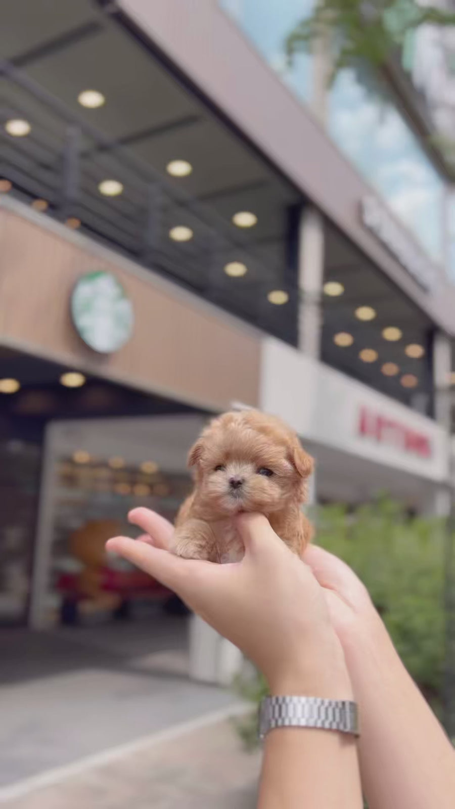 Mini Maltipoo - Cherry