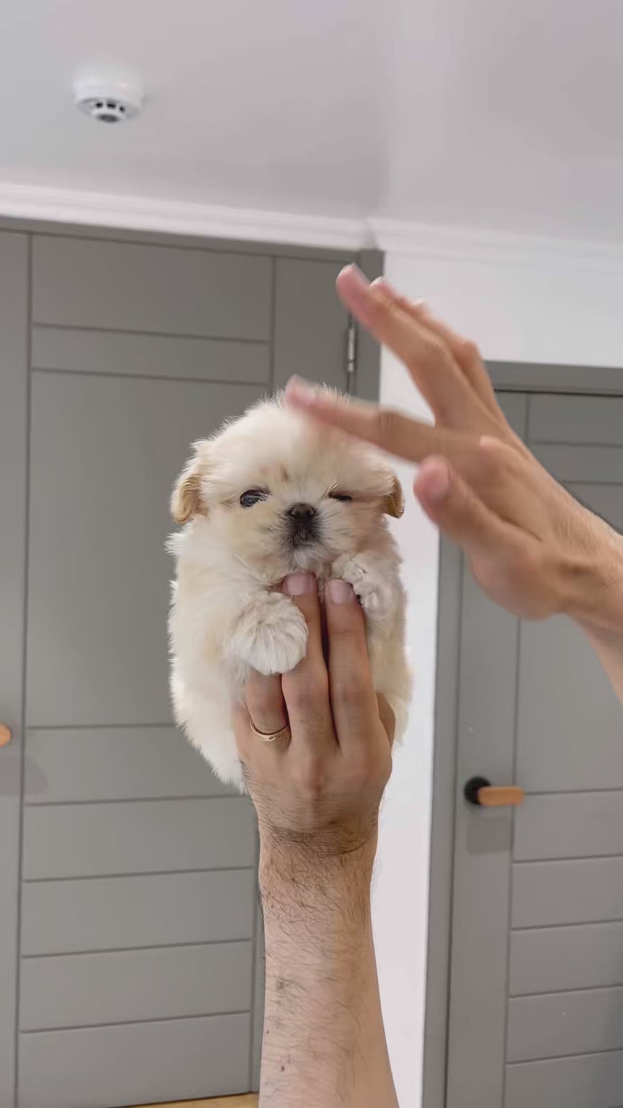 Mini Maltipoo - Tovi