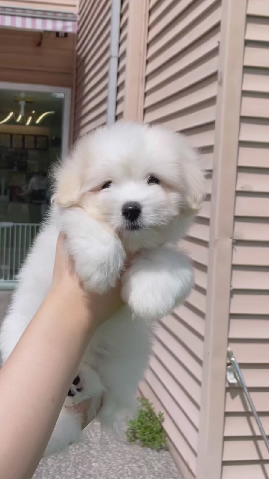 Coton de Tulear - Orion