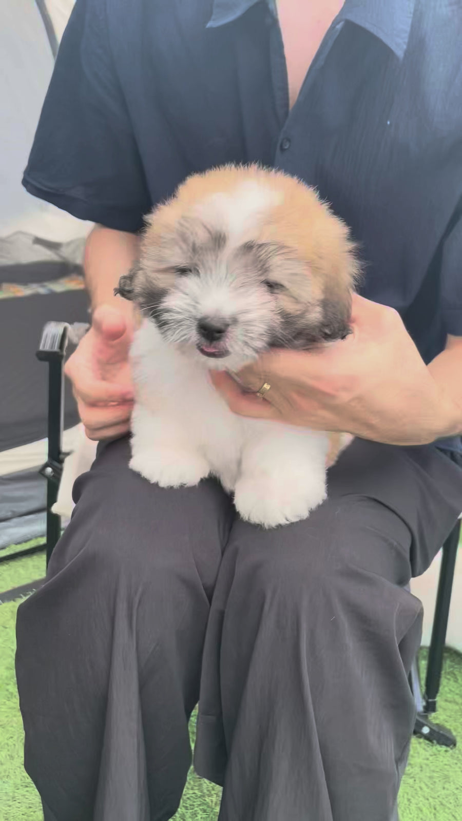 Coton de Tulear - Bijou